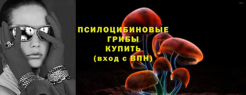 Галлюциногенные грибы Cubensis  Мосальск 